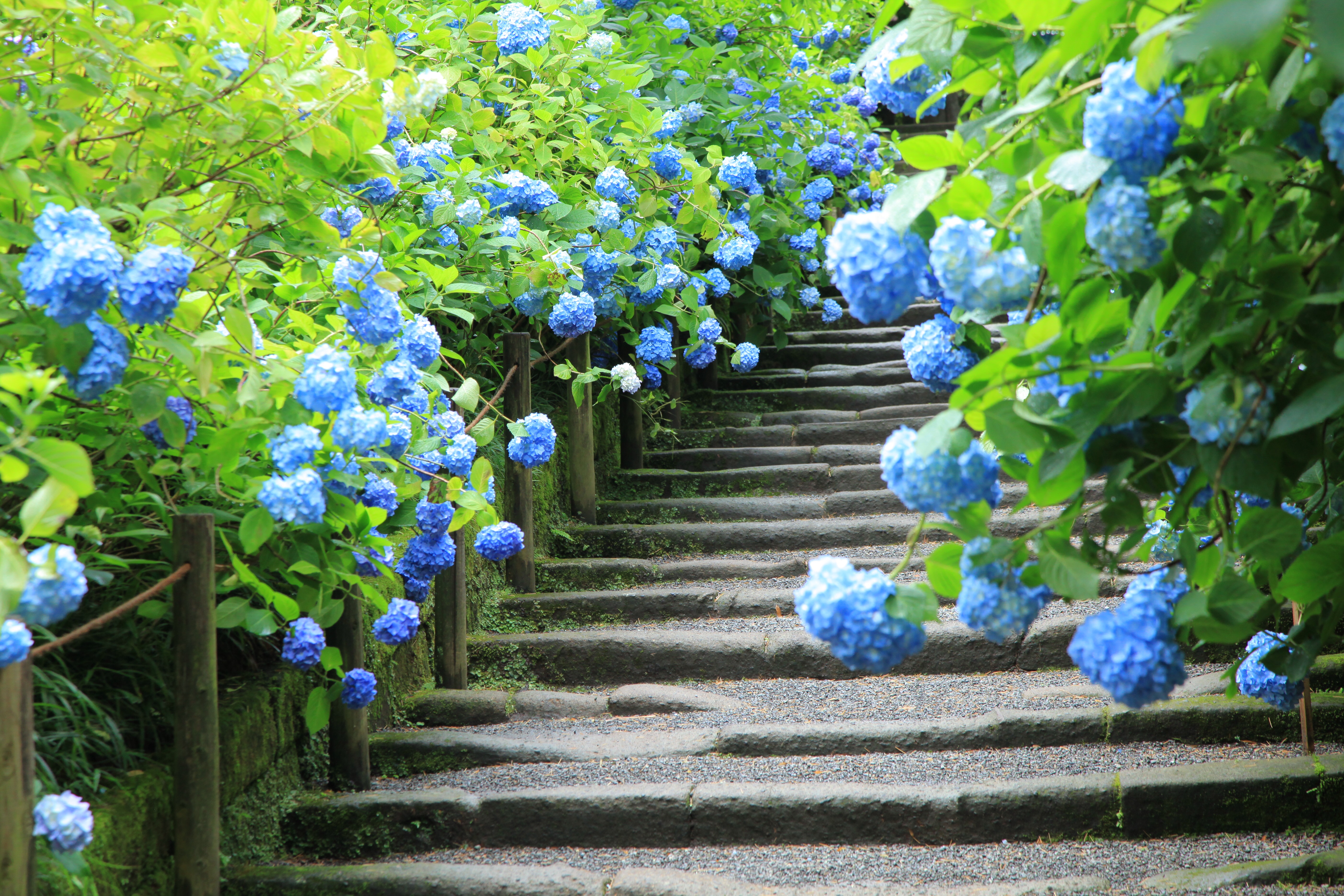 明月院の紫陽花はなぜ人気？ | 鎌倉彫陽雅堂 公式ブログ
