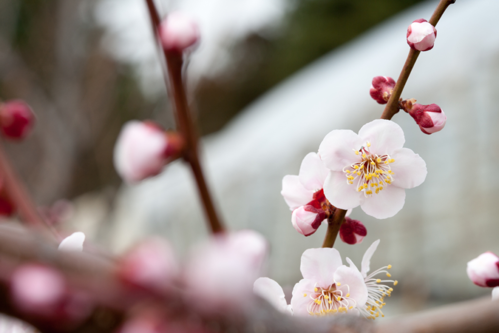 梅の花
