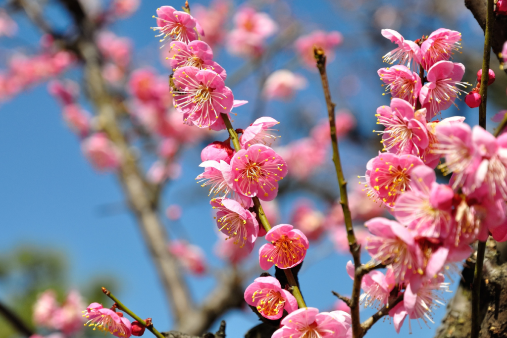 装いに季節を運ぶ、梅の意匠