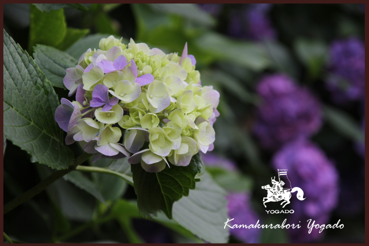 紫陽花